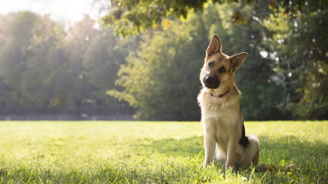 Top 5 store intelligent dog breeds